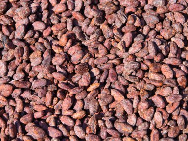 Çiğ kakao çekirdekleri organik çikolata üretiminde kullanılmadan önce kurutuluyor. Karayipler 'de Tobago' da çekildi..