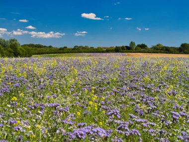 İngiltere 'de bir çiftlikte büyüyen bir safha. Ayrıca sarı hardal. Phacelia, çiftçiler tarafından yeşil gübre ve tohum yetiştirmek için kullanılır. Mor çiçekleri bir dizi böceği kendine çeker..