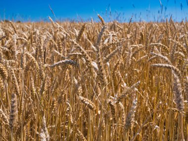 İngiltere 'de bir tarlada buğday yetişiyor. Yazın mavi gökyüzü ve gün ışığında çekilen.