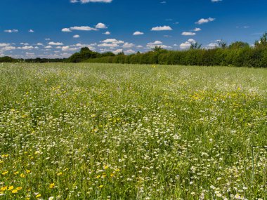 Essex, İngiltere 'de ıssız bir kır çiçeği tarlası. Güneşli bir günde çekilmiş mavi gökyüzü ve ışık, yazın beyaz bulutlar.