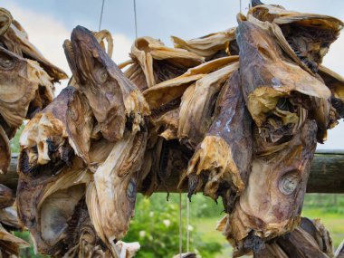 Kuzey Norveç 'teki Lofoten Adaları' ndaki Svolvaer 'de açık havada morina kafaları kuruyor. Daha büyük bir balık ticaretinin parçası olarak ihraç ediliyorlar..