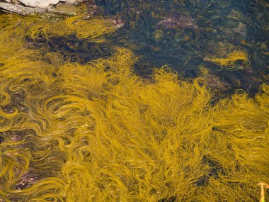 Altın deniz yosunu Kilkee, İrlanda 'nın kayalık kıyı şeridi boyunca berrak suların altında sallanıyor. Detaylı olarak kaydedilmiş doğal dokular.