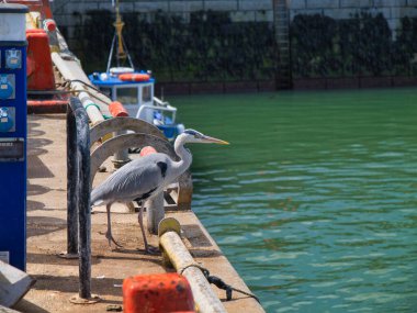 Kinsale, İrlanda - 28 Mayıs 2025: Kinsale, İrlanda 'da görkemli bir balıkçıl, parlak bir gökyüzünün altında yemyeşil bir su kaynağı olarak durmaktadır..