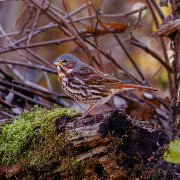 Dospělý Vrabec Liščí Passerella Iliaca Usedlý Suchém Pařezu Stromu Lese — Stock fotografie
