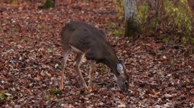 Beyaz kuyruklu Doe (Odocoileus virginianus) ön bacağı kayıp, besleniyor, bakıyor ve sonbaharda ormanda yürüyor..