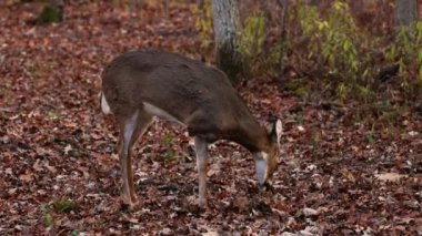 Beyaz kuyruklu Doe (Odocoileus virginianus) ön bacağı kayıp, besleniyor, bakıyor ve sonbaharda ormanda yürüyor..