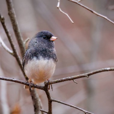 Wisconsin 'de düşerken bir dala tünemiş kara gözlü bir junco' ya (Junco hyemalis) yakın dur..