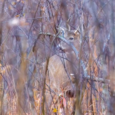 Beyaz kuyruklu Buck (Odocoileus virginianus) Wisonsin 'de sonbaharda sık çalılıklarda görülmüştür. Seçici odak, arkaplan bulanıklığı ve ön plan bulanıklığı.