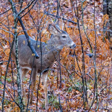 Beyaz kuyruklu Buck (Odocoileus virginianus) Wisonsin 'de sonbaharda sık çalılıklarda görülmüştür. Seçici odak, arkaplan bulanıklığı ve ön plan bulanıklığı.