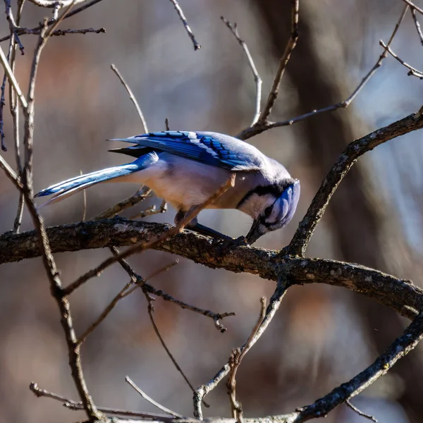 Der Blaue Eichelhäher Cyanocitta Cristata Sitzt Herbst Wisconsin Auf Einem — Stockfoto