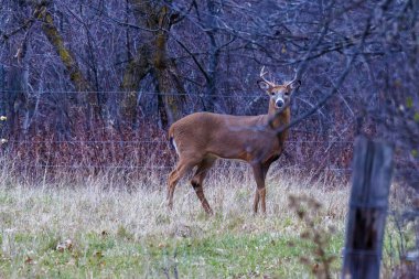 Beyaz kuyruklu Buck (Odocoileus virginianus) Wisconsin 'de sonbahar boyunca bir çayırda duruyordu. Seçici odak, arkaplan bulanıklığı ve ön plan bulanıklığı