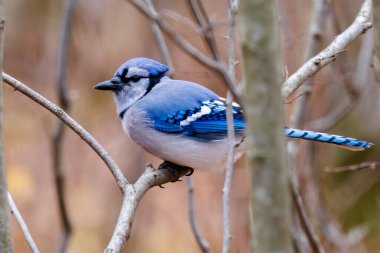 Mavi alakarga (siyanocitta cristata) Wisconsin 'de sonbahar boyunca bir ağaç dalında oturur..