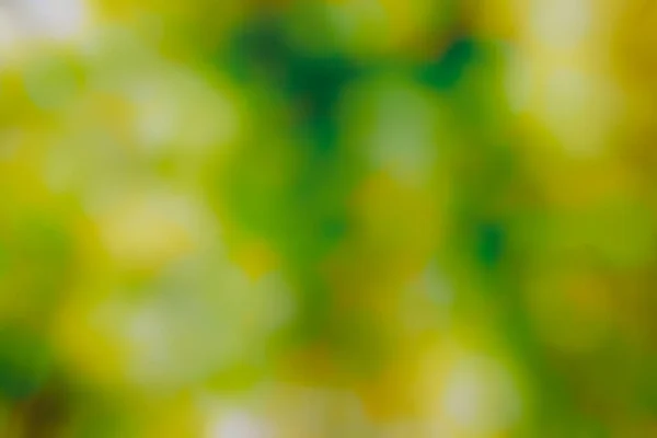 Yazın doğal ormanlık alanların renkleri ile soyut arkaplan bulanıklığı.   