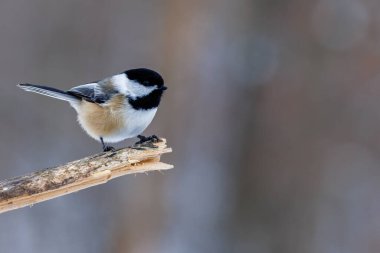 Wisconsin 'de kış boyunca bir dala tünemiş siyah başlıklı bir tavuğun (Poecile atricapillus) yakınında. Seçici odak, arkaplan bulanıklığı ve ön plan bulanıklığı.