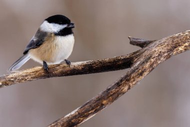 Wisconsin 'de kış boyunca gagasında siyah yağlı ayçiçeği tohumu bulunan bir dalın üzerine tünemiş siyah başlıklı bir tavuğun (Poecile atricapillus) yakın çekimi. Seçici odak, arkaplan bulanıklığı ve ön plan bulanıklığı.