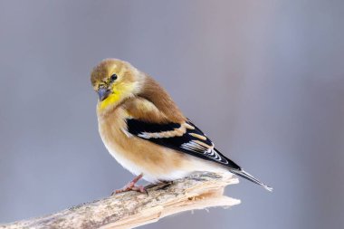 Wisconsin 'de kış boyunca bir dalın üzerine tünemiş bir Amerikan ispinozunun (Spinus tristis) yakınında. Seçici odak, arkaplan bulanıklığı ve ön plan bulanıklığı.