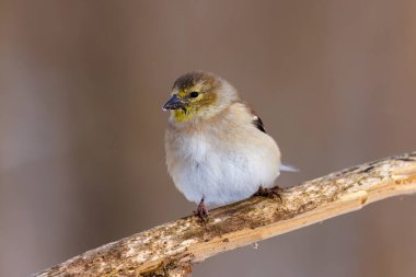 Wisconsin 'de kış boyunca bir dalın üzerine tünemiş bir Amerikan ispinozunun (Spinus tristis) yakınında. Seçici odak, arkaplan bulanıklığı ve ön plan bulanıklığı.