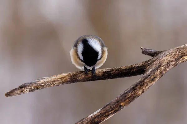 Close up of a Black-capped chickadee (Poecile atricapillus) perched on a branch eating a black oiled sunflower seed during winter in Wisconsin. Selective focus, background blur and foreground blur.