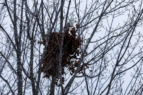 Wild Eastern Gray Squirrel Sciurus Carolinensis Drey Also Called Nest — Stock Photo, Image