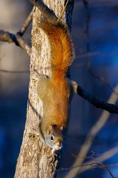 American Red Squirrel Tamiasciurus Hudsonicus Tree Fall Wisconsin Selective Focus — Stock Photo, Image