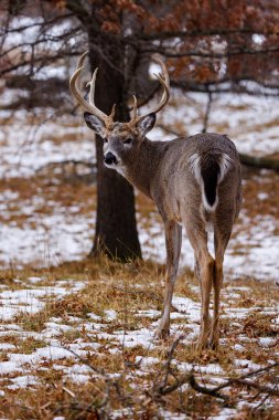 Wisconsin 'de kış boyunca Ak Kuyruklu Ödül (Odocoileus virginianus) geyiği. Seçici odak, arkaplan bulanıklığı ve ön plan bulanıklığı.