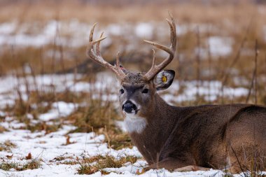 Beyaz kuyruklu (Odocoileus virginianus) geyiği, kışın Wisconsin 'de yerde yatan bir kulak etiketi ile. Seçici odak, arkaplan bulanıklığı ve ön plan bulanıklığı.