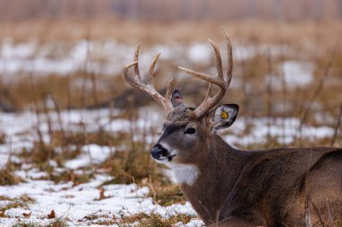 Beyaz kuyruklu (Odocoileus virginianus) geyiği, kışın Wisconsin 'de yerde yatan bir kulak etiketi ile. Seçici odak, arkaplan bulanıklığı ve ön plan bulanıklığı.