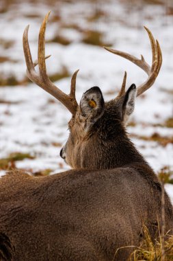 Beyaz kuyruklu (Odocoileus virginianus) geyiği, kışın Wisconsin 'de yerde yatan bir kulak etiketi ile. Seçici odak, arkaplan bulanıklığı ve ön plan bulanıklığı.