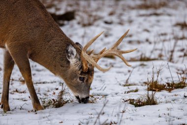 Wisconsin 'de kışın otlanan Beyaz Kuyruklu Ödül (Odocoileus virginianus) geyiği. Seçici odak, arkaplan bulanıklığı ve ön plan bulanıklığı.