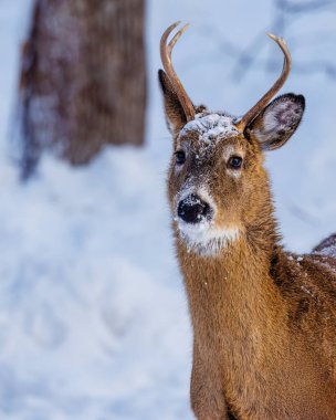 Beyaz kuyruklu geyik (Odocoileus virginianus) kış boyunca ormanda karla kaplıdır. Seçici odak, arkaplan bulanıklığı ve ön plan bulanıklığı.