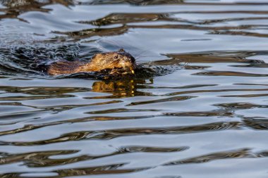 Muskrat (Ondatra zibethicus) ağzında bir nesne taşıyan bir gölde yüzer..