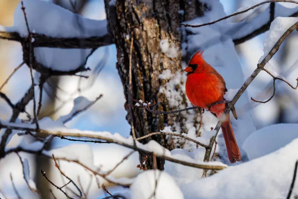 Cardinalul Nordic Cardinalis Cardinalis Cocoțat Copac Acoperit Zăpadă Timpul Iernii — Fotografie, imagine de stoc