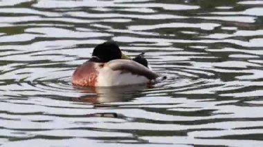 Drake Mallard (Anas platyrhynchos) preening its feathers during winter. Selective focus, background blur and foreground blur.