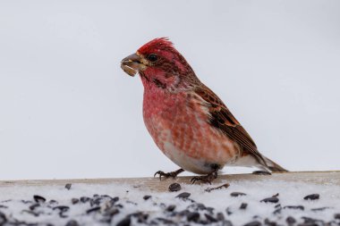 Wisconsin 'de kış boyunca bir ayçiçeği tohumunu besleyen Mor ispinozun (Haemorhous purpureus) yakınında. Seçici odak, arkaplan bulanıklığı ve ön plan bulanıklığı.