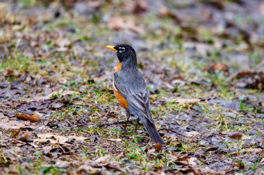 Amerikan bülbülü (Turdus migratorius) Wisconsin 'de baharın başlarında yerde yatar. Seçici odak, arkaplan bulanıklığı ve ön plan bulanıklığı.