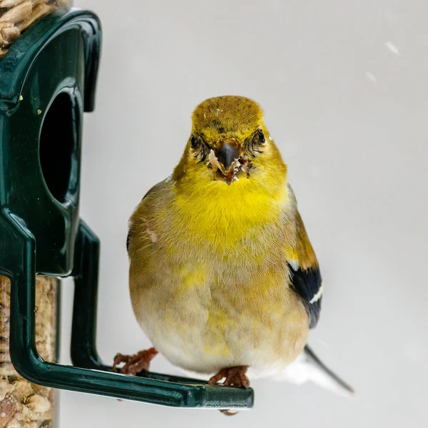 Aproape Goldfinch American Spinus Tristis Cocoțat Alimentator Timpul Iernii Wisconsin — Fotografie, imagine de stoc