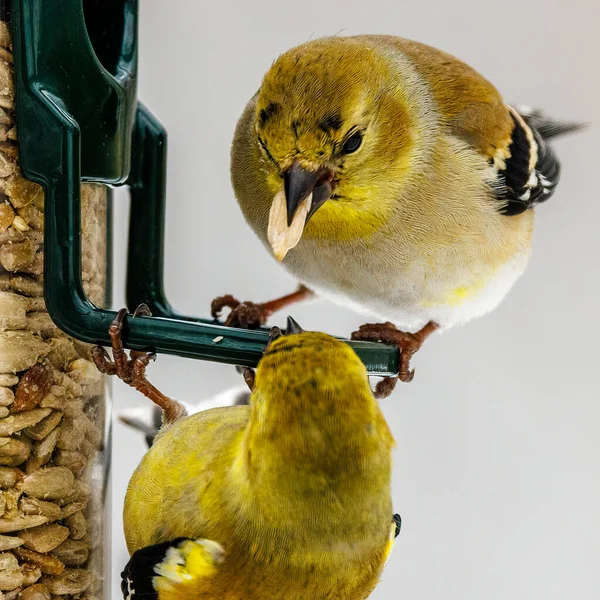 Aproape American Goldfinch Spinus Tristis Cocoțat Alimentator Timpul Iernii Wisconsin — Fotografie, imagine de stoc