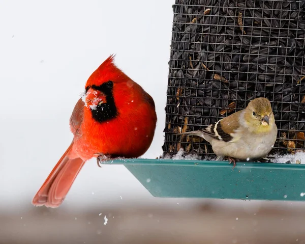 Cardinalul Nordic Cardinalis Cardinalis American Goldfinch Spinus Tristis Cocoțat Alimentator — Fotografie, imagine de stoc