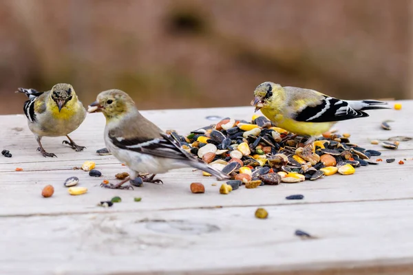 Primer Plano American Goldfinch Spinus Tristis Posado Alimentador Durante Invierno —  Fotos de Stock
