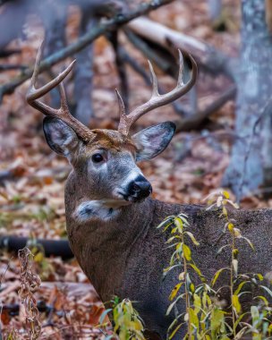 Sonbaharda azgın bir beyaz kuyruklu Buck (Odocoileus virginianus) 'a yakın dur. Seçici odak, arkaplan bulanıklığı ve ön plan bulanıklığı.