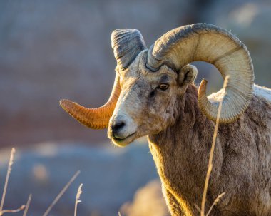 Çorak Topraklar Ulusal Parkı 'nda Bighorn koyunu (Ovis canadensis) ram 