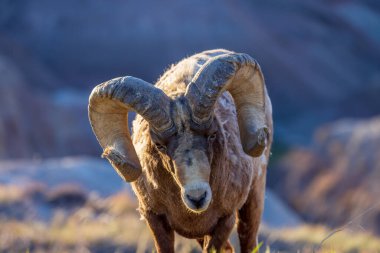 Çorak Topraklar Ulusal Parkı 'nda Bighorn koyunu (Ovis canadensis) ram 