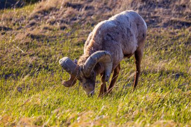 Çorak Topraklar Ulusal Parkı 'nda Bighorn koyunu (Ovis canadensis) ram 