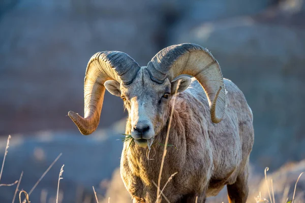 Çorak Topraklar Ulusal Parkı 'nda Bighorn koyunu (Ovis canadensis) ram 