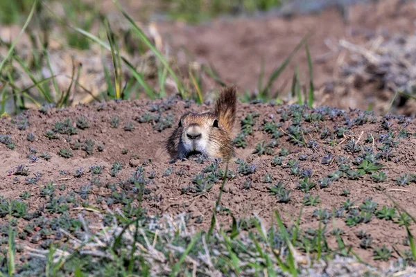 Black Tailed Prairie Dog Cynomys Ludovicianus Badlands National Park Spring — Stock Photo, Image