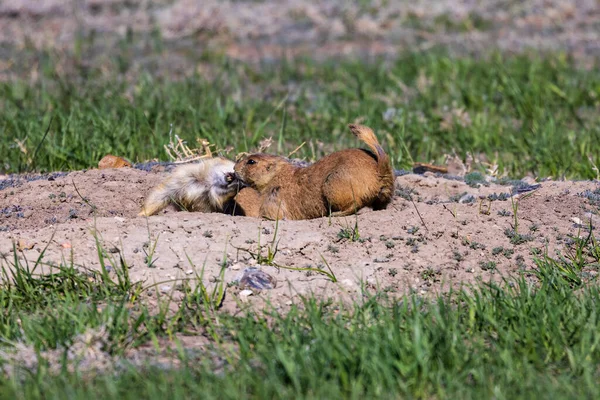 Чернохвостая Степная Собака Cynomys Ludovicianus Национальном Парке Бэдлендс Весной — стоковое фото