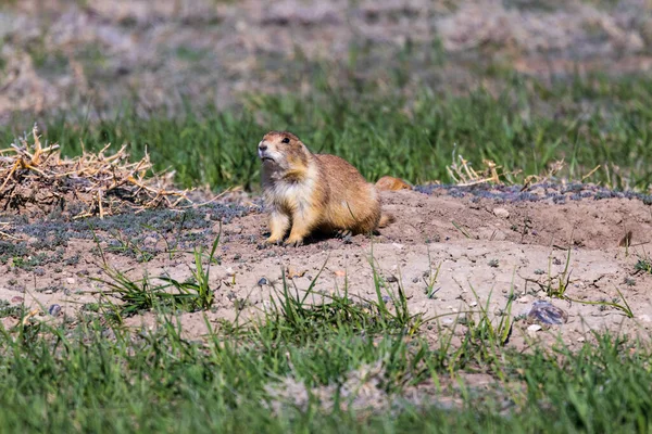 Black Tailed Prairie Dog Cynomys Ludovicianus Badlands National Park Spring — Stock Photo, Image