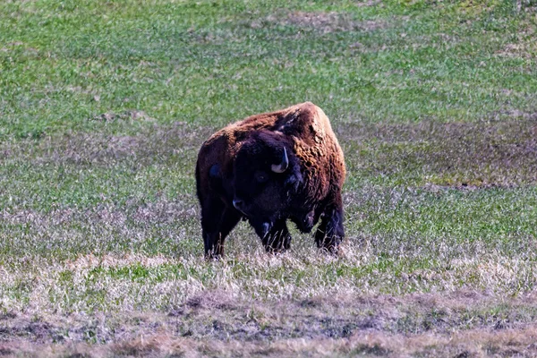 American Bison Ook Bekend Als Buffel Het Badlands National Park — Stockfoto