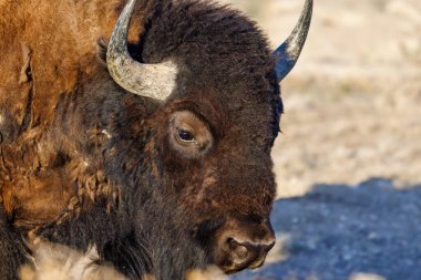 Baharda Badlands Ulusal Parkı 'nda bizon olarak da bilinen Amerikan Bizonu..