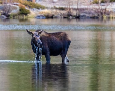 Geyik (Alces alces) Sprague Gölü 'nde Rocky Dağı Ulusal Parkı' nda.